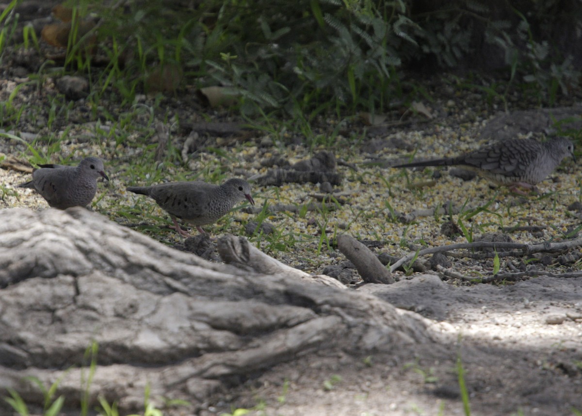 Common Ground Dove - William Clark