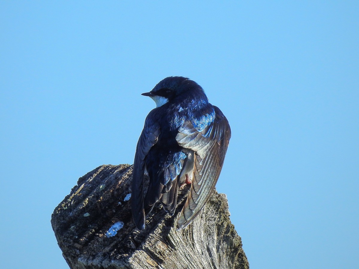 Golondrina Bicolor - ML619250191