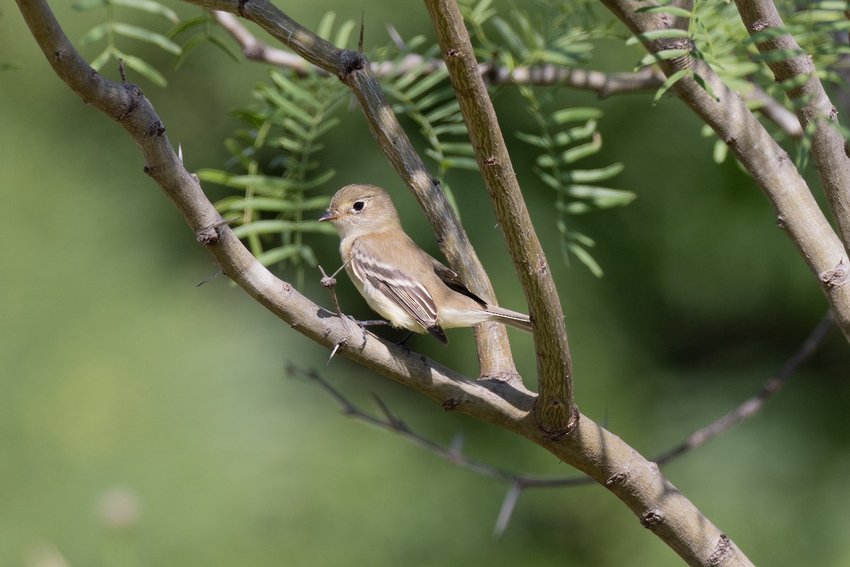 Least Flycatcher - ML619250195