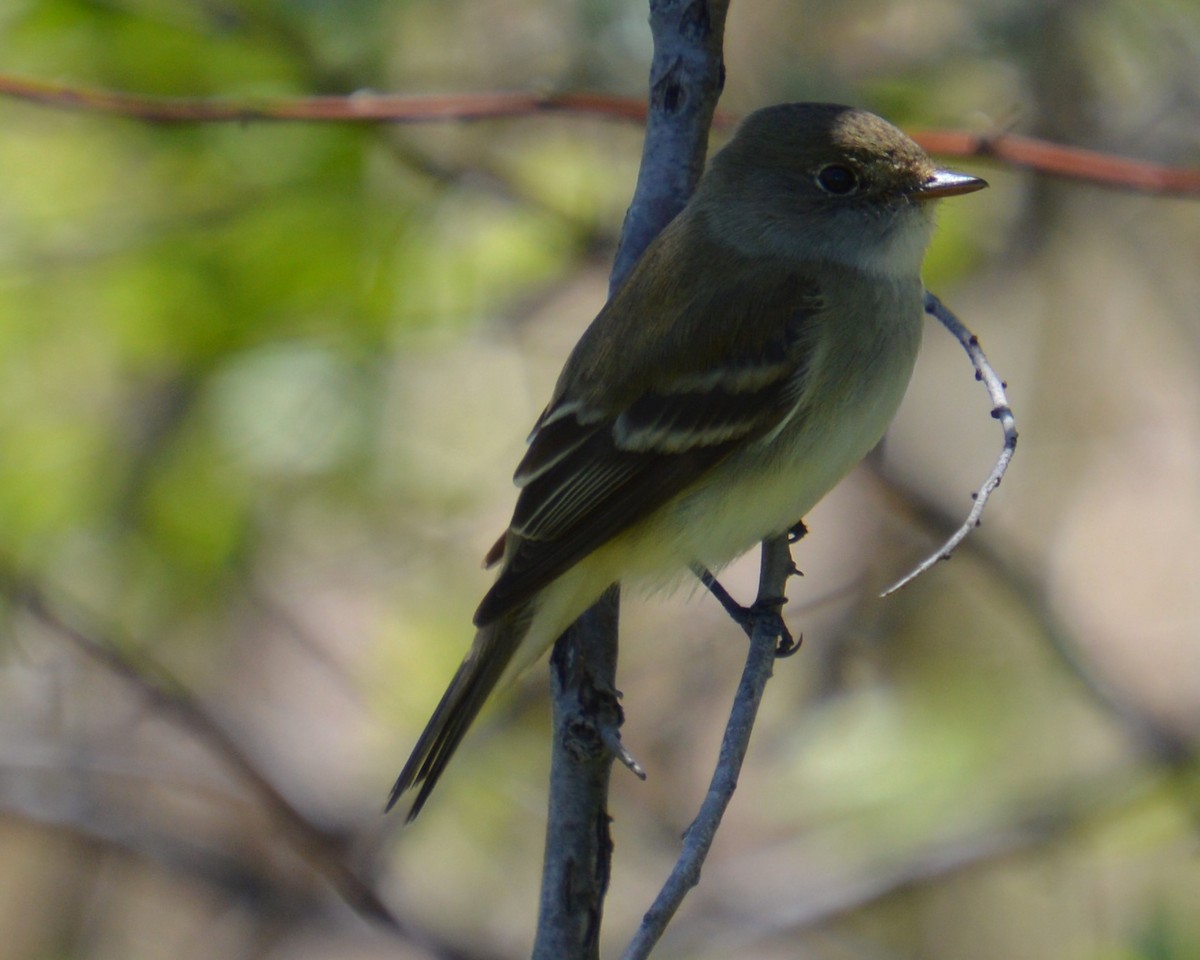 Empidonax sp. - Liz Almlie