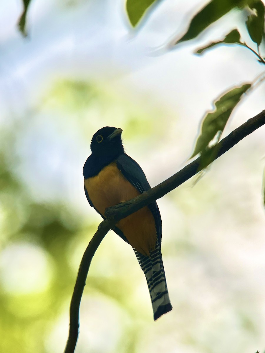 Gartered Trogon - Brenda Sánchez