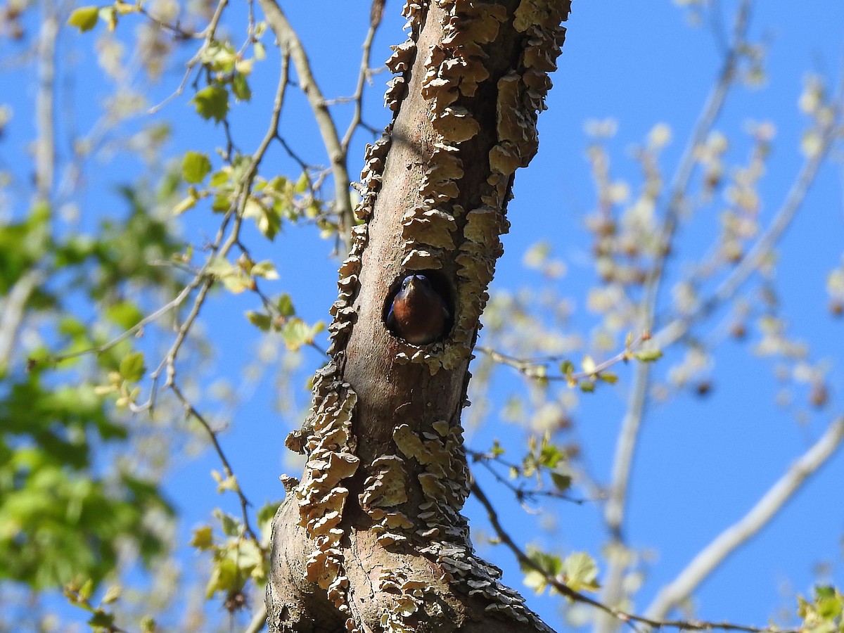 Eastern Bluebird - ML619250224