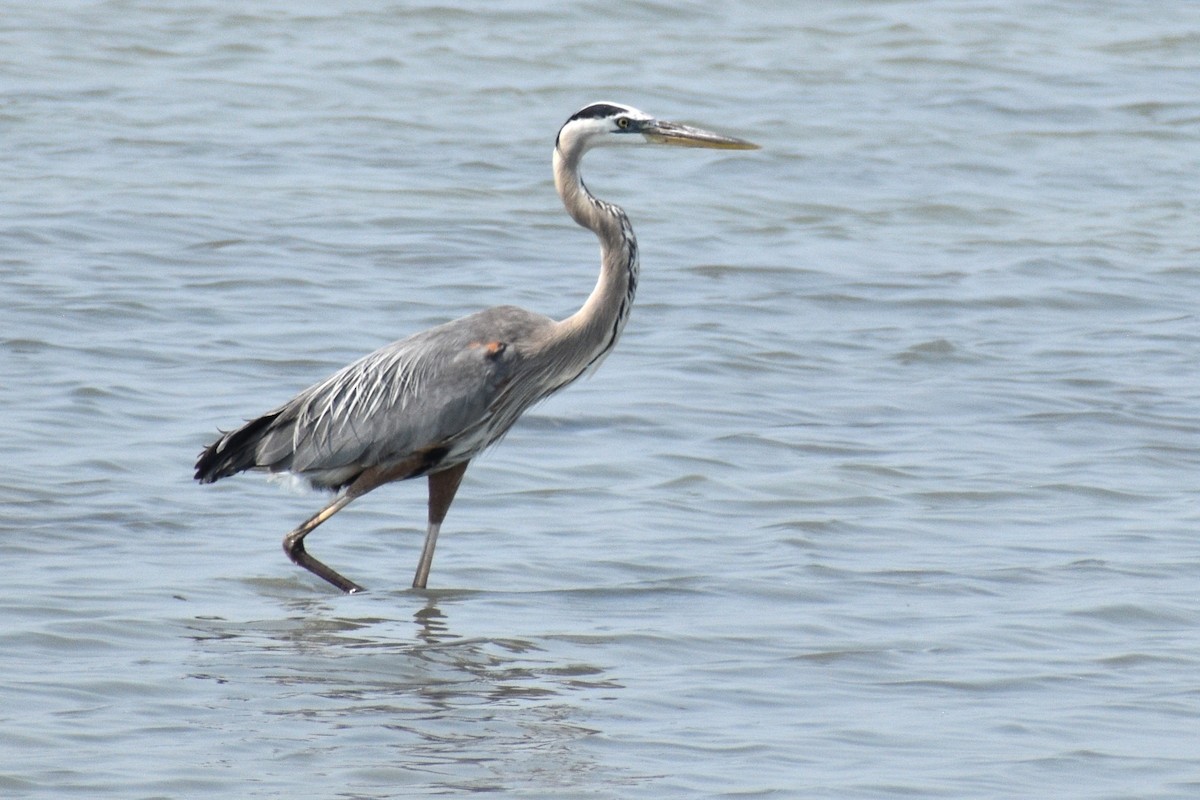 Great Blue Heron - ML619250227