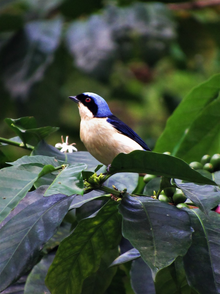 Fawn-breasted Tanager - ML619250230