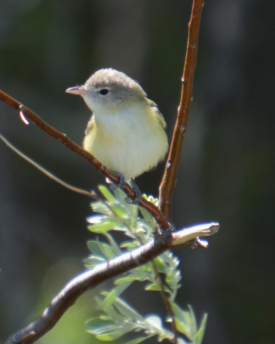 Bell's Vireo - Liz Almlie