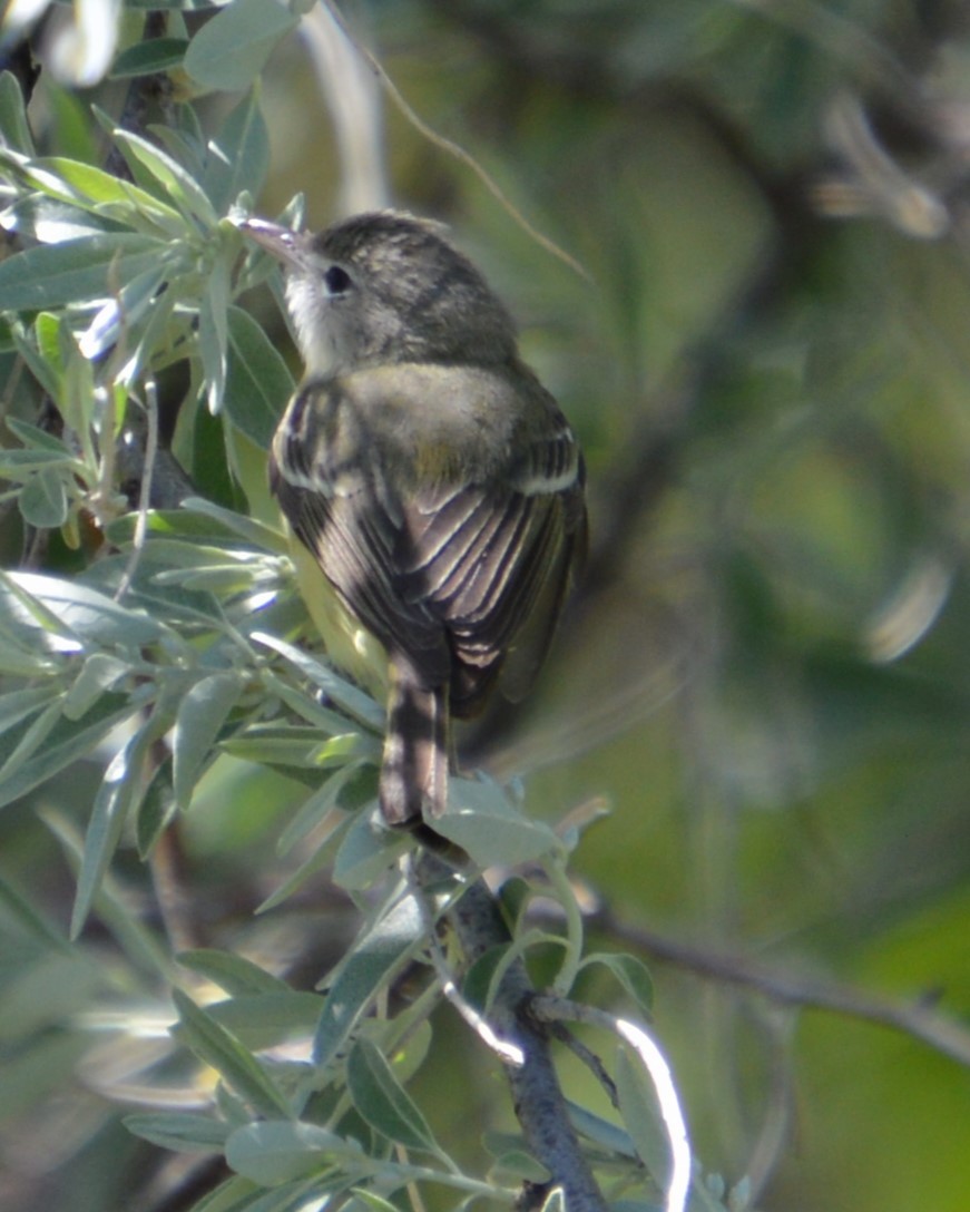 Bell's Vireo - Liz Almlie