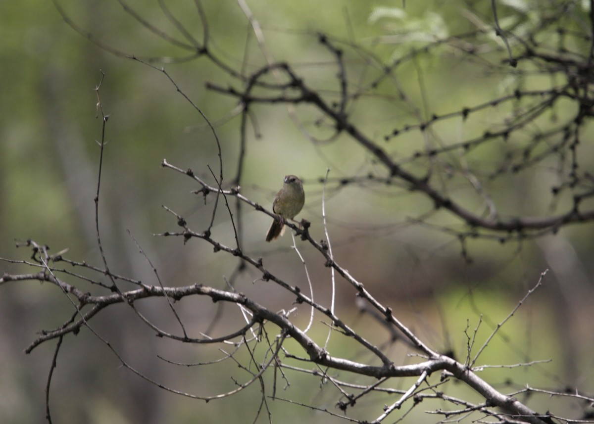 Botteri's Sparrow - William Clark