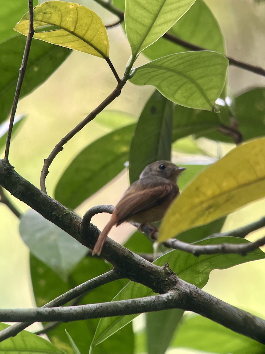 Ruddy-tailed Flycatcher - Brenda Sánchez