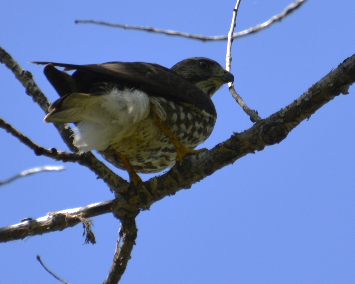 Broad-winged Hawk - ML619250262