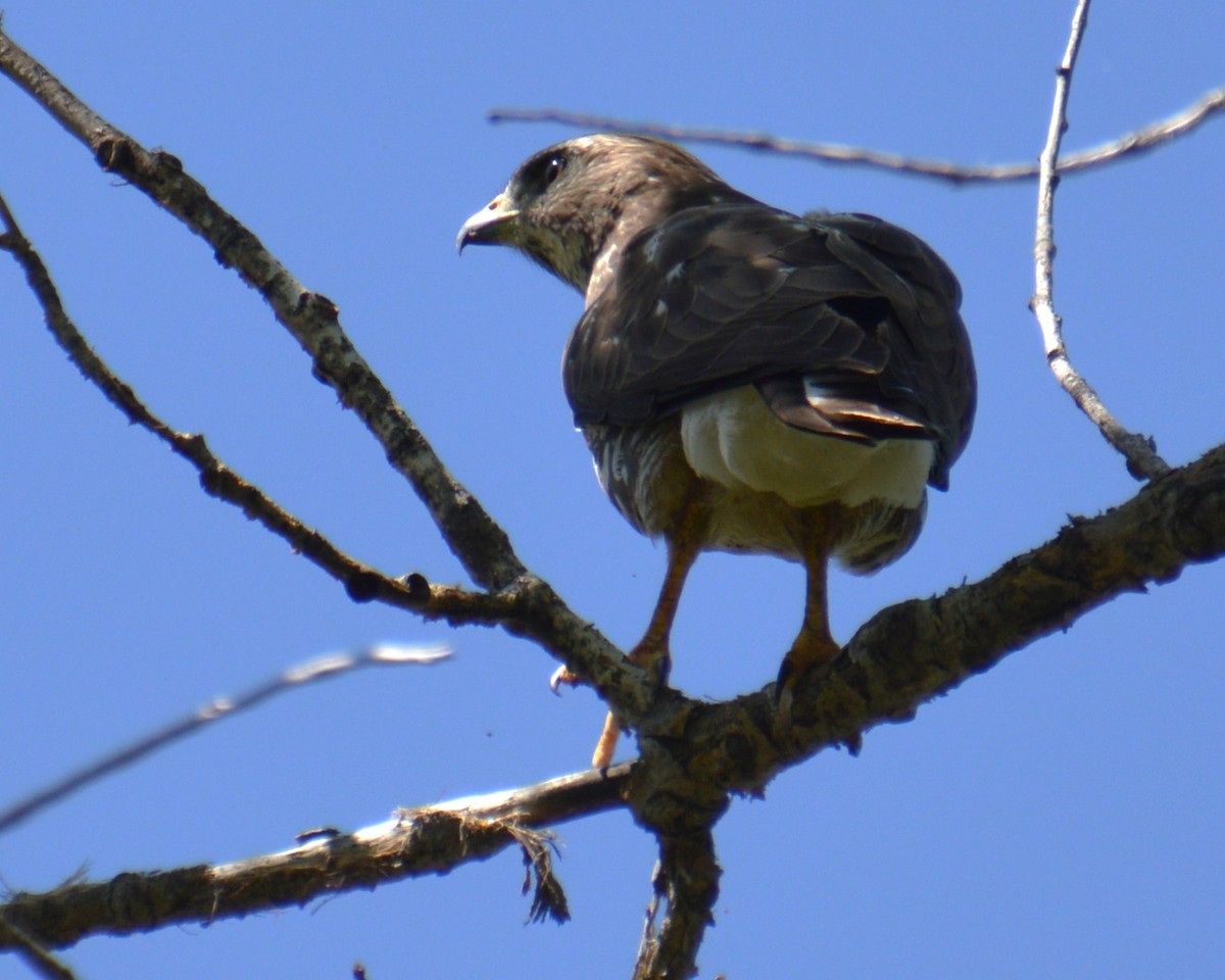 Broad-winged Hawk - Liz Almlie