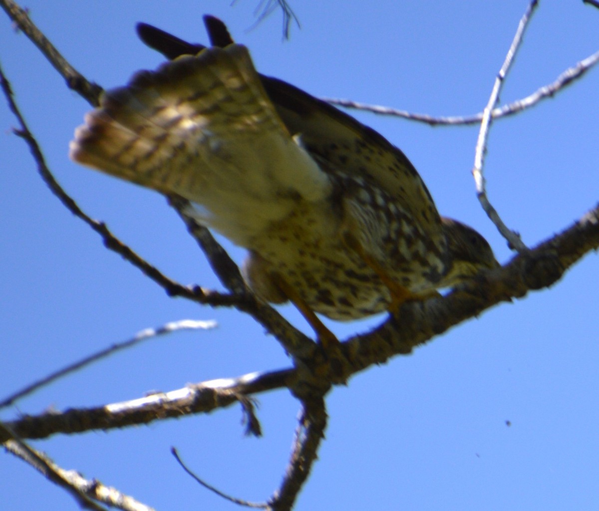 Broad-winged Hawk - ML619250264