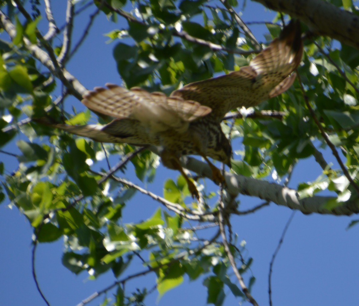 Broad-winged Hawk - ML619250265