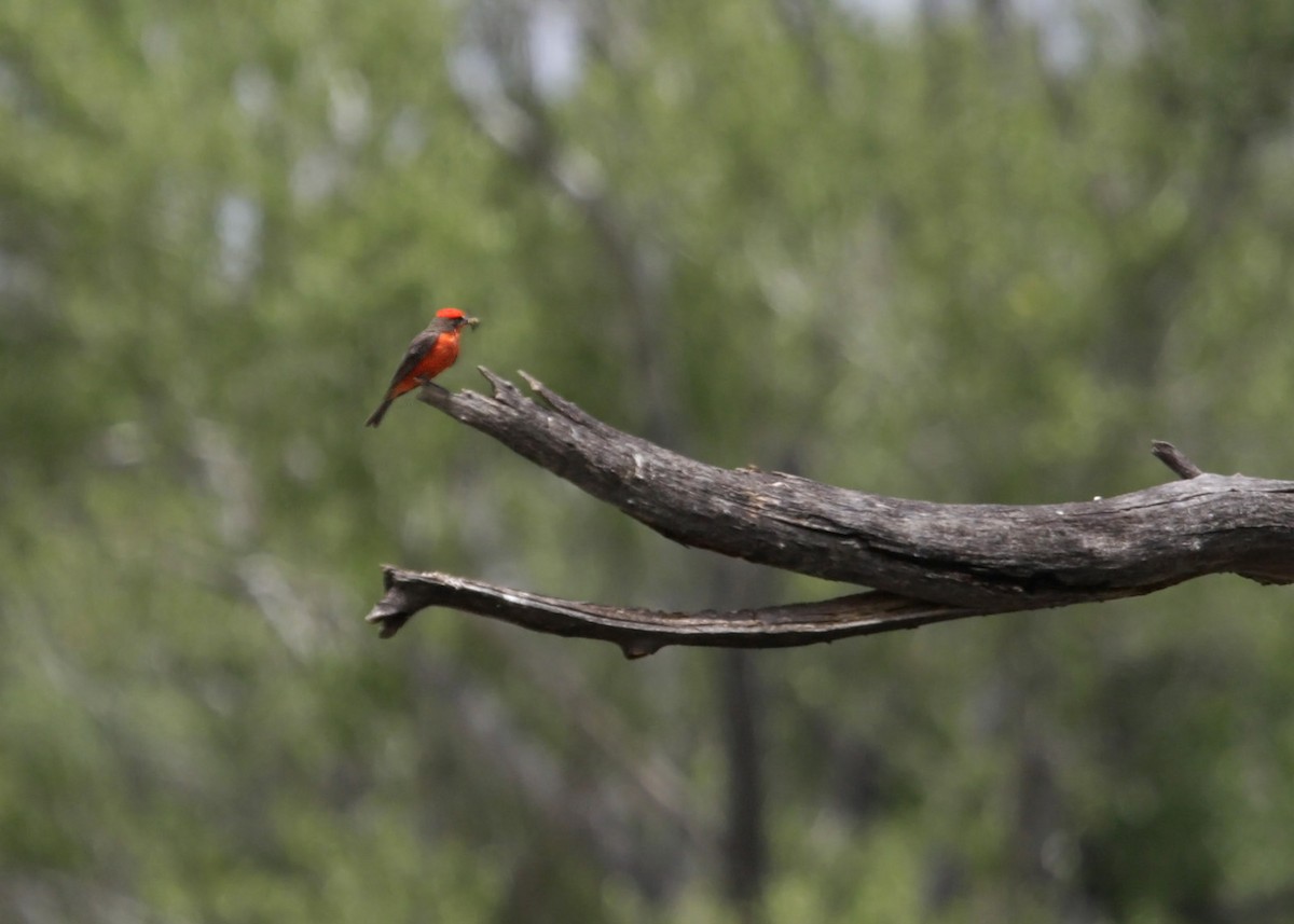 Vermilion Flycatcher - William Clark