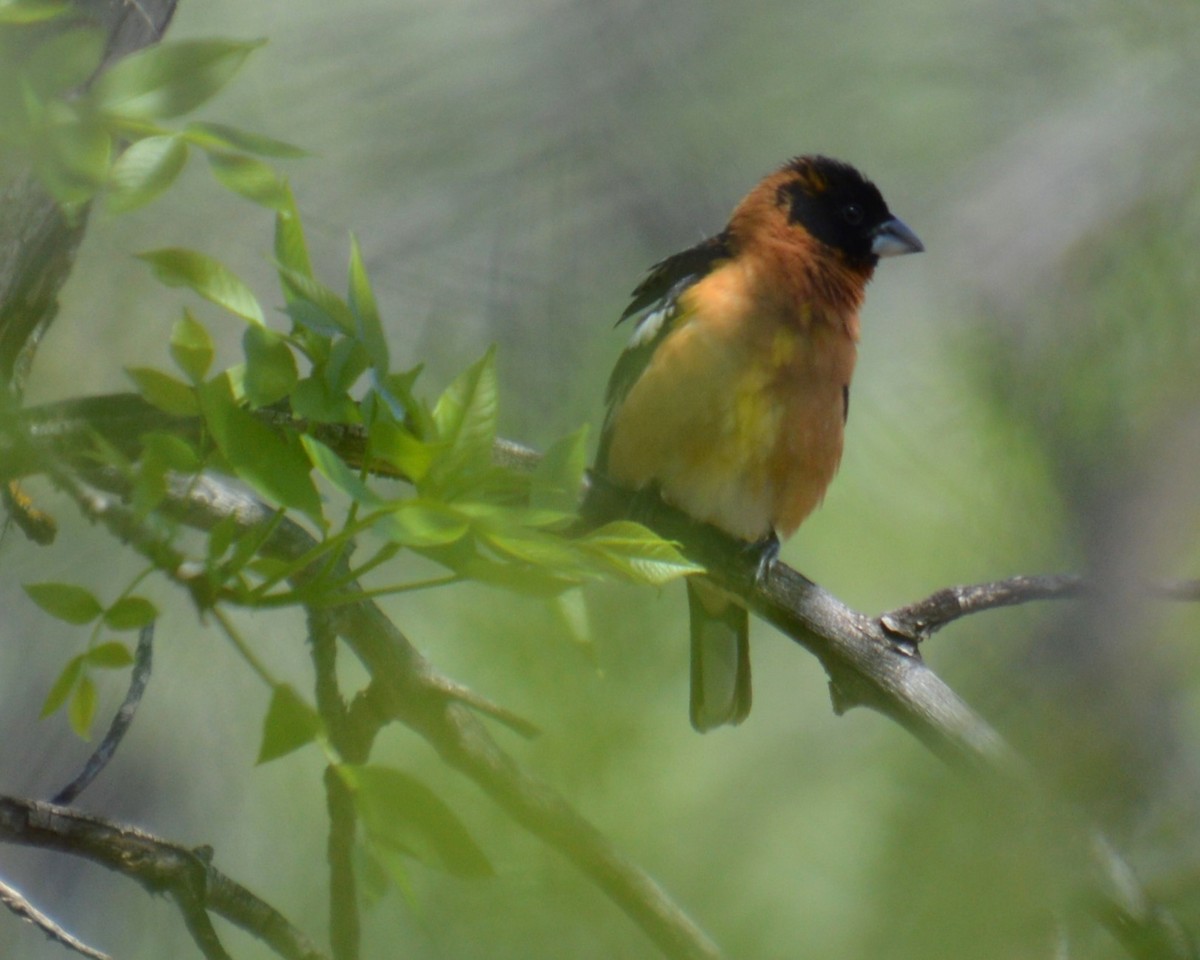 Black-headed Grosbeak - ML619250291