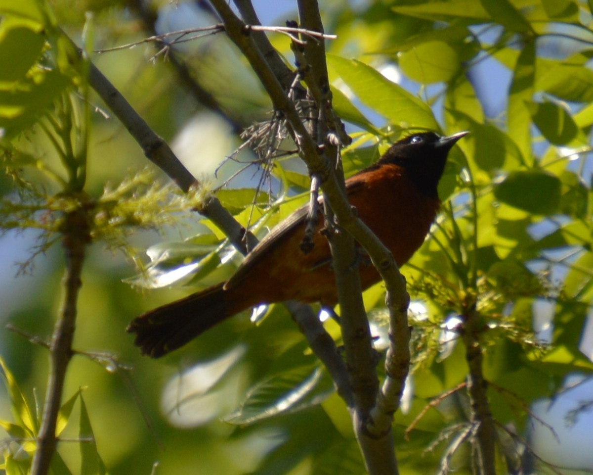 Orchard Oriole - Liz Almlie