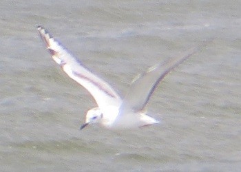 Bonaparte's Gull - Ian Fallas