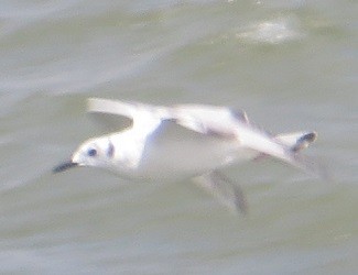 Bonaparte's Gull - Ian Fallas