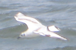 Bonaparte's Gull - Ian Fallas