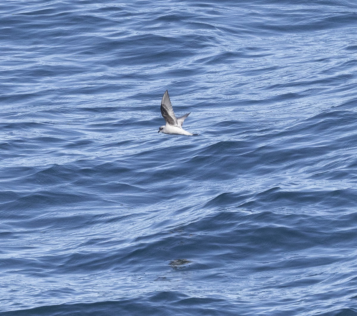 Fork-tailed Storm-Petrel - Ed Corey