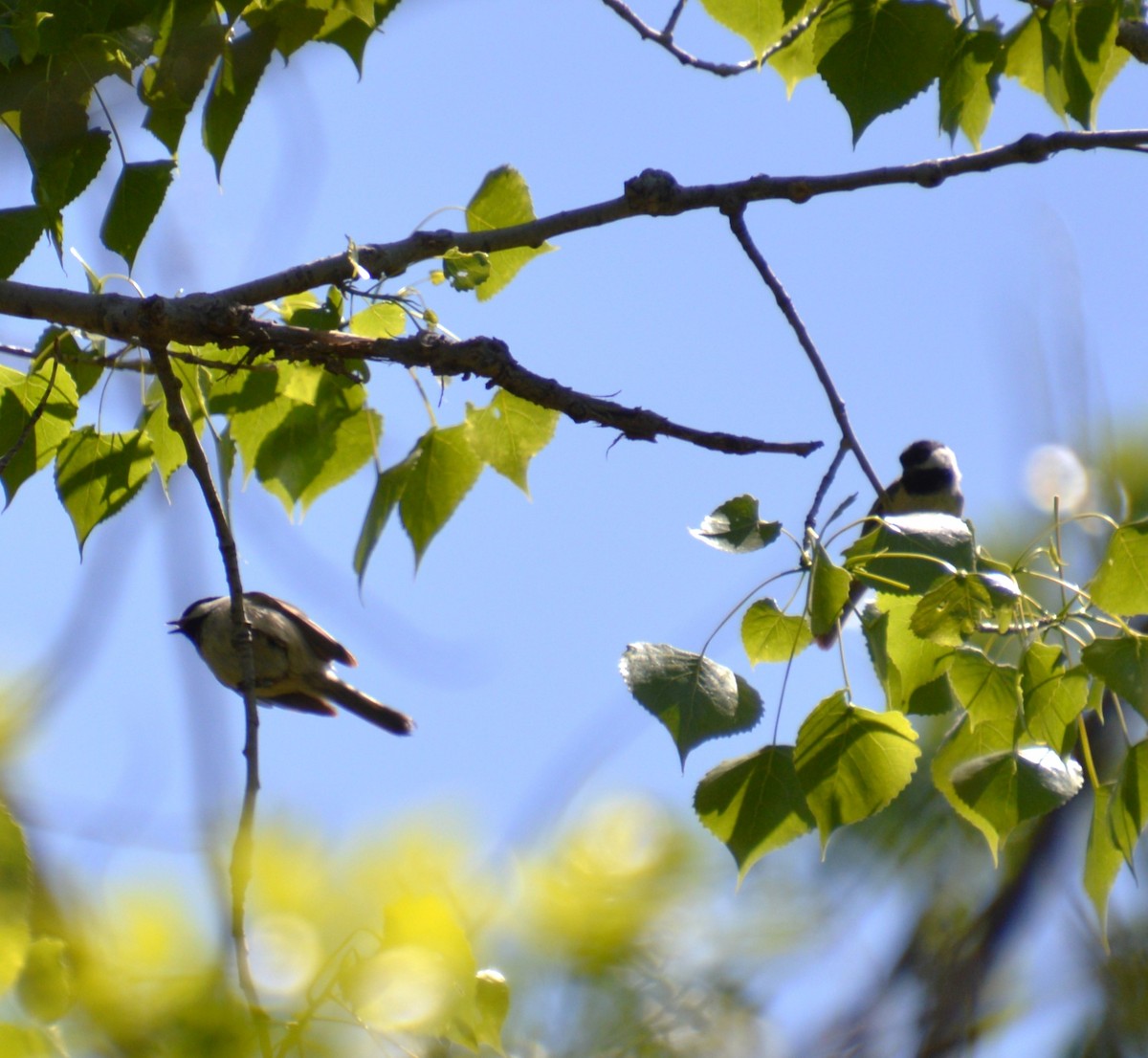 Black-capped Chickadee - ML619250321