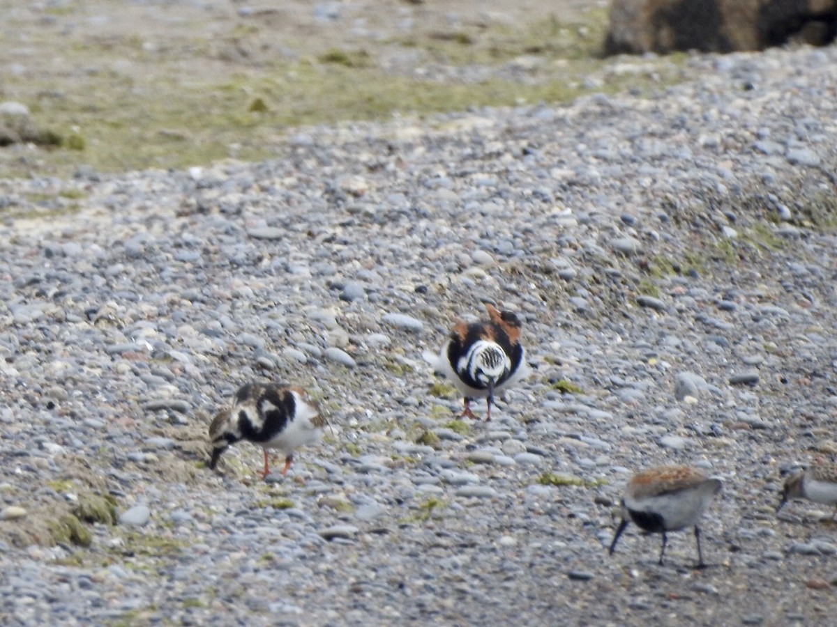 Ruddy Turnstone - Anita Hooker