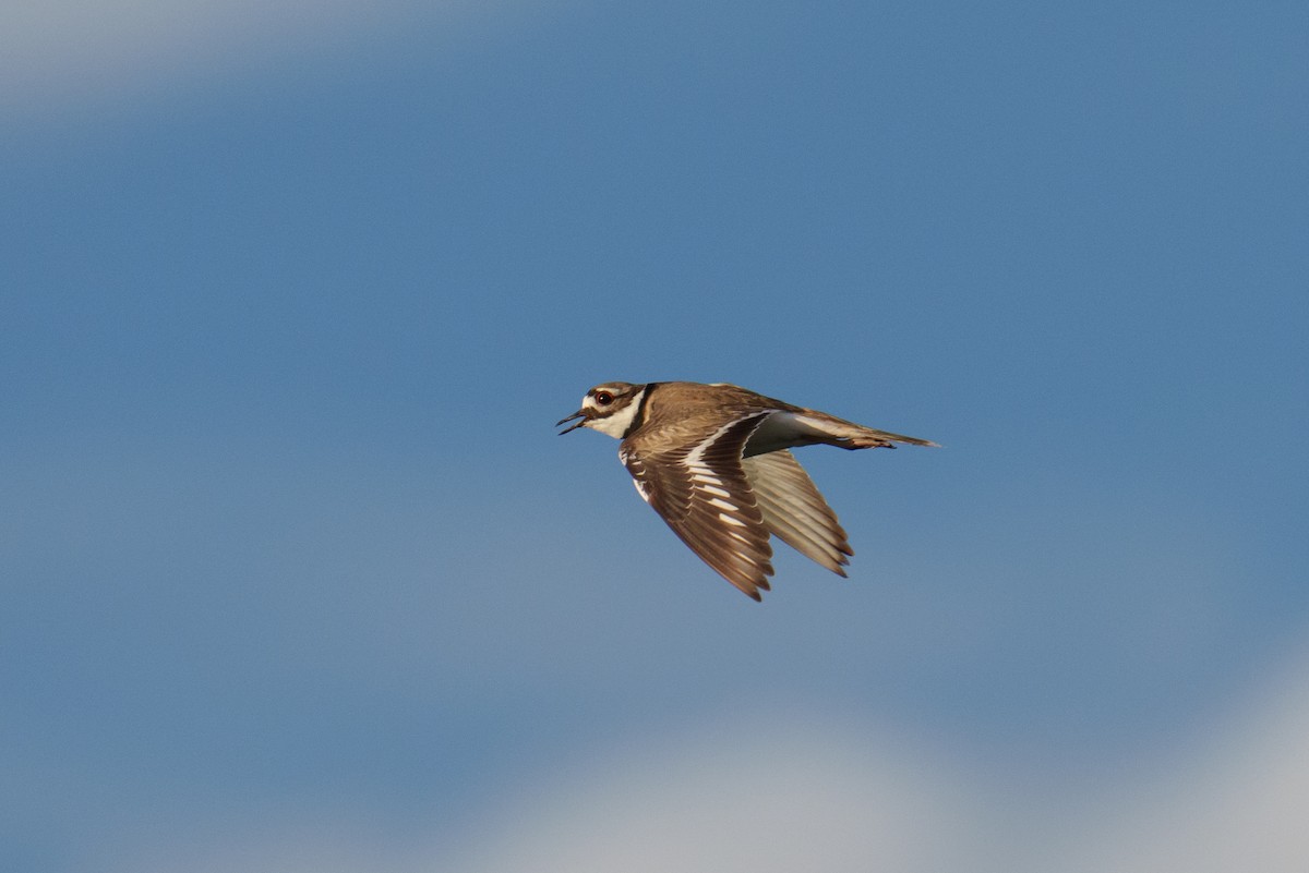 Killdeer - Linda Chittum