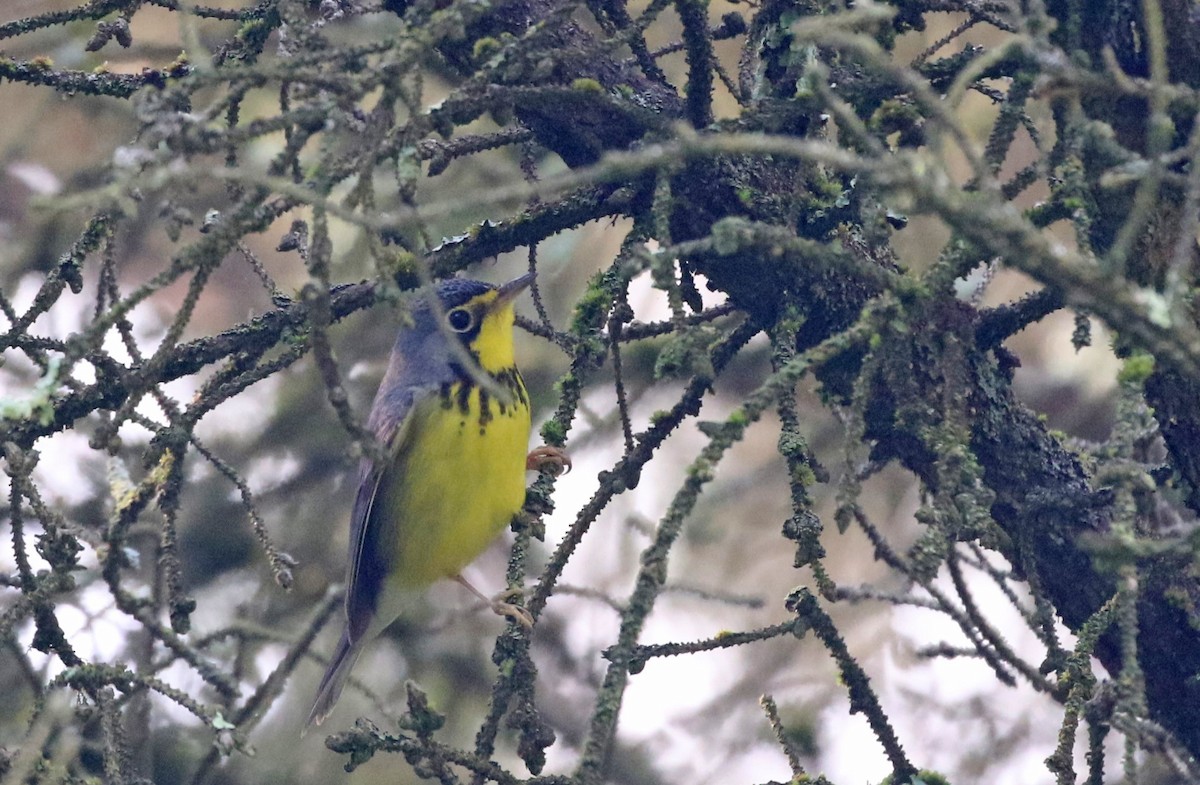 Canada Warbler - Elizabeth Brensinger