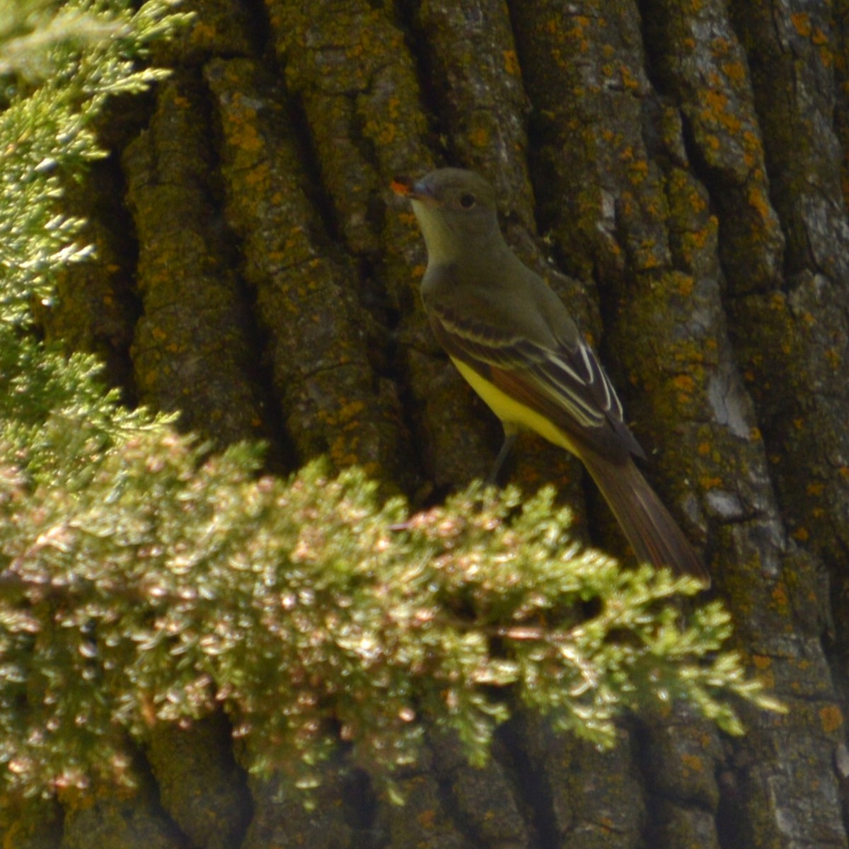 Great Crested Flycatcher - ML619250338