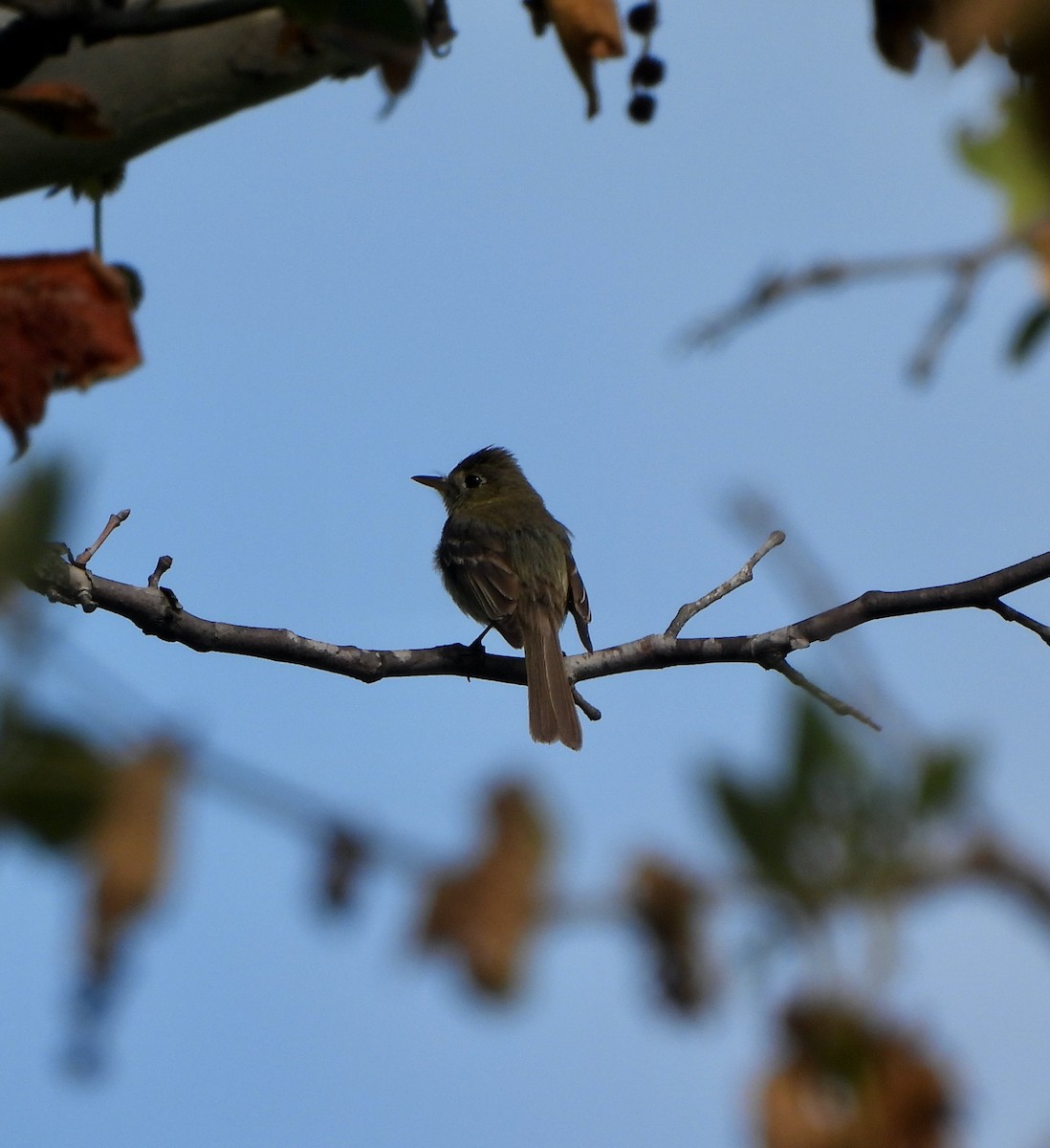 Western Flycatcher (Pacific-slope) - Michelle Haglund