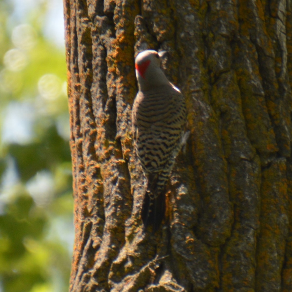 Northern Flicker - ML619250351