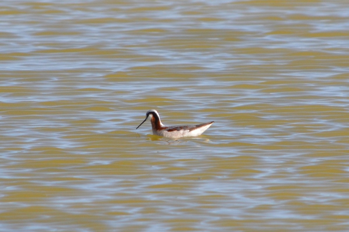 Wilson's Phalarope - Sarah Bonnett