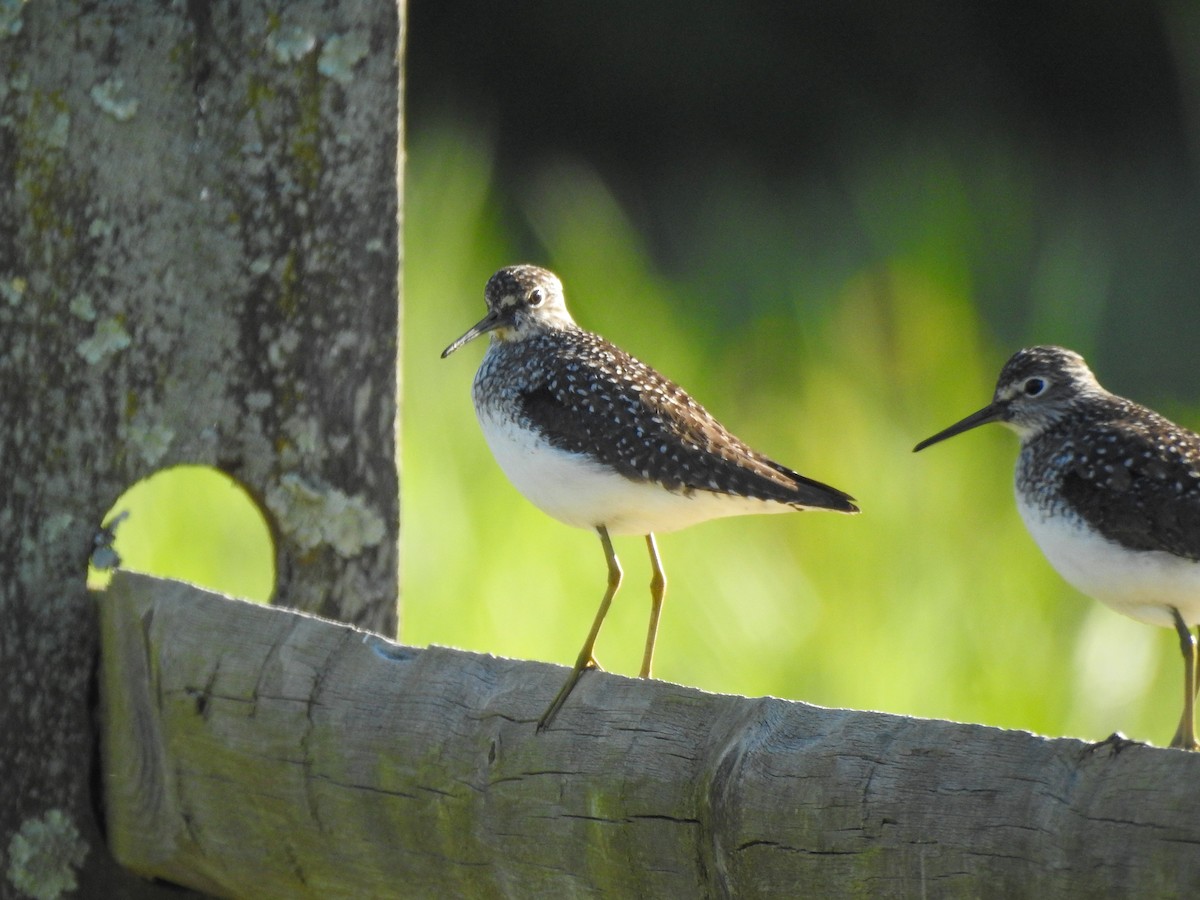 Solitary Sandpiper - Reanna Thomas