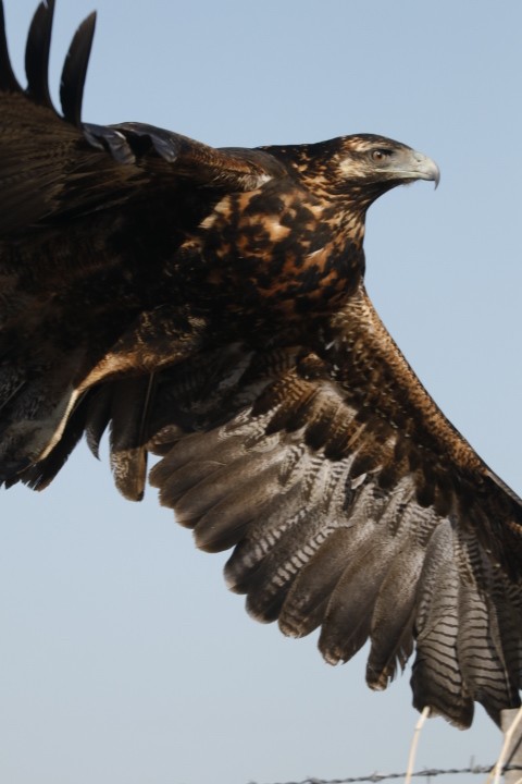 Black-chested Buzzard-Eagle - Cecilia de Larminat