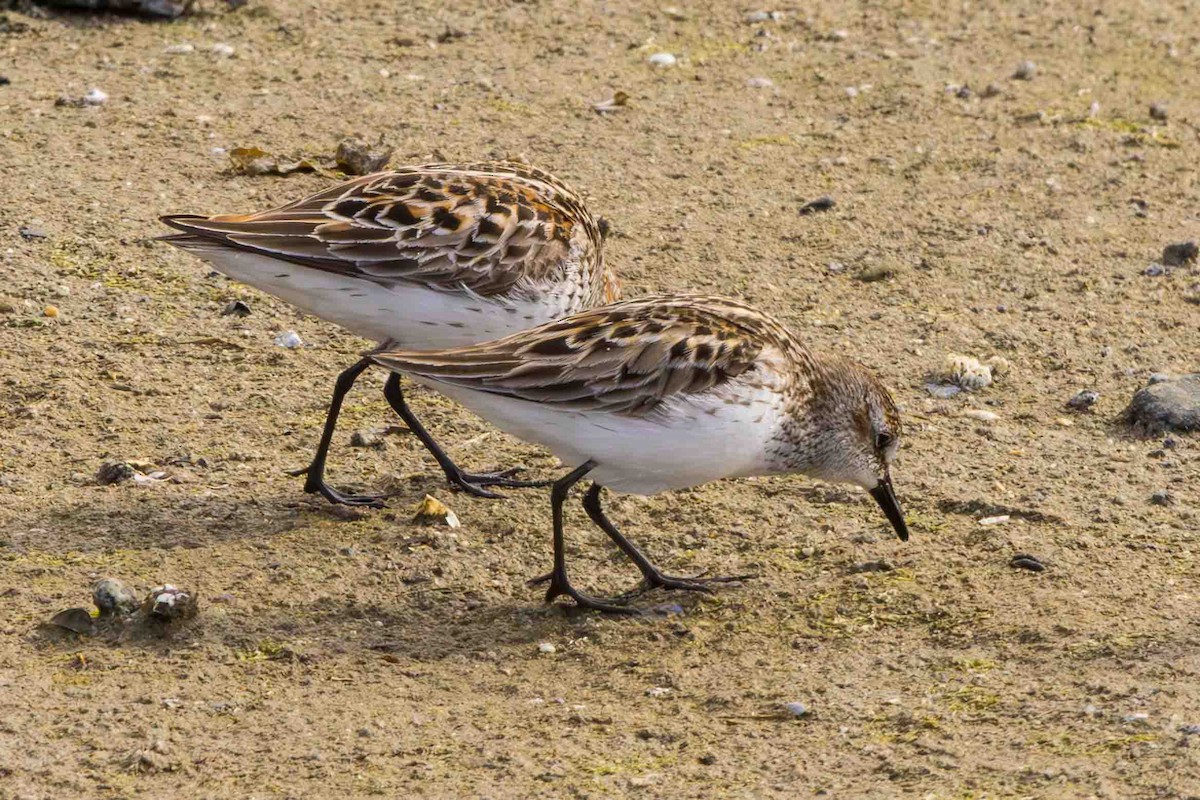 Semipalmated Sandpiper - Scott Fischer