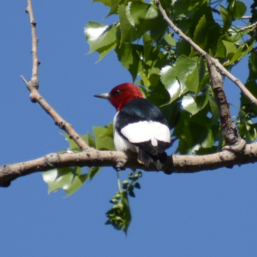 Pic à tête rouge - ML619250375