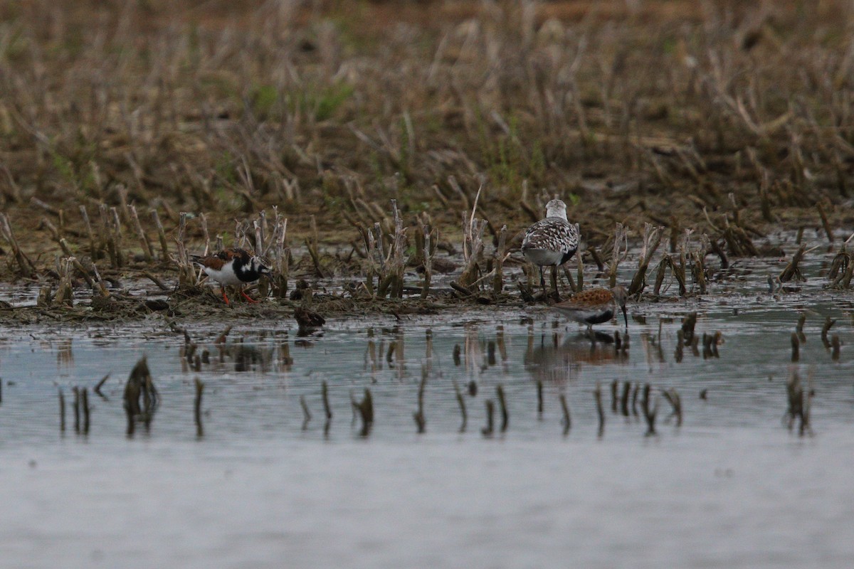 Ruddy Turnstone - ML619250382