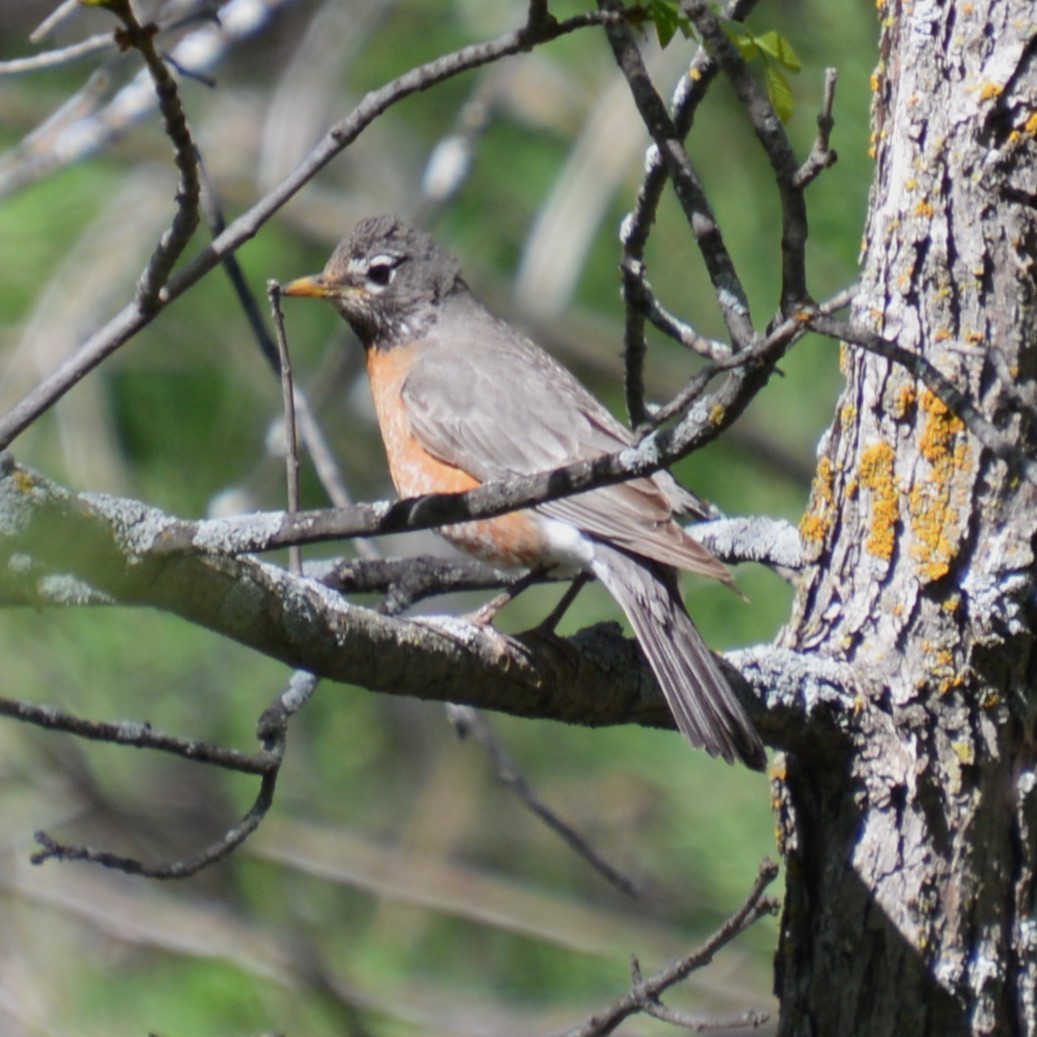 American Robin - Liz Almlie