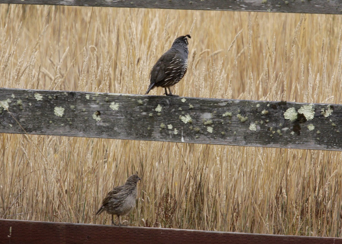 California Quail - ML619250385