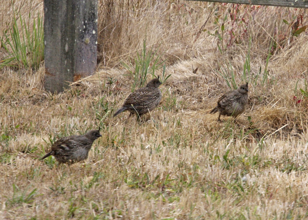 California Quail - William Clark