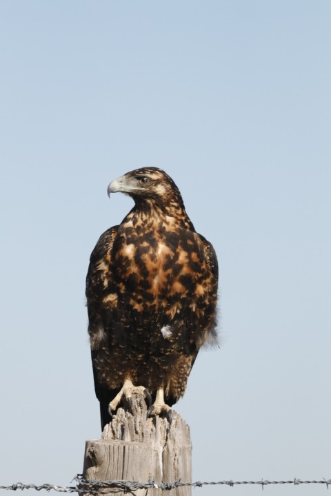 Black-chested Buzzard-Eagle - Cecilia de Larminat
