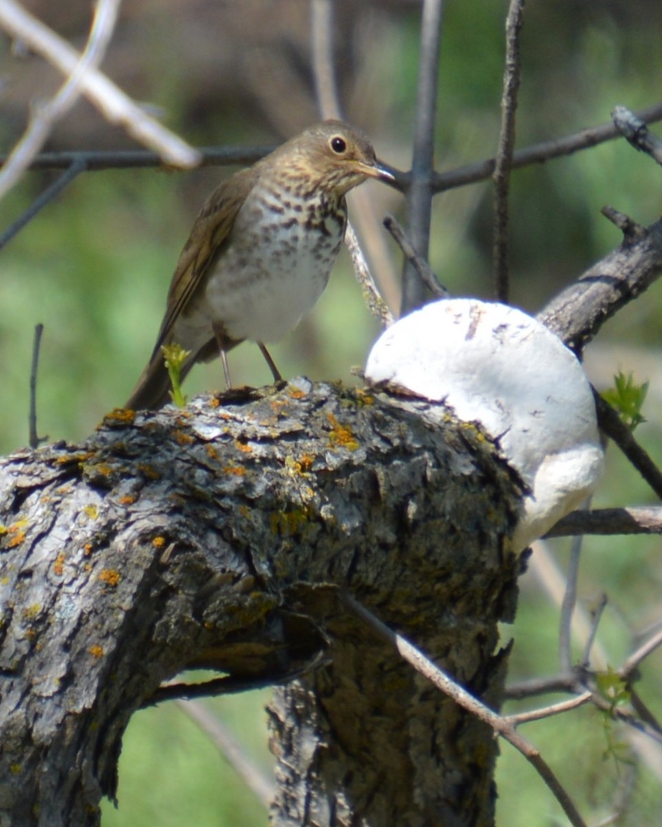 Swainson's Thrush - ML619250404