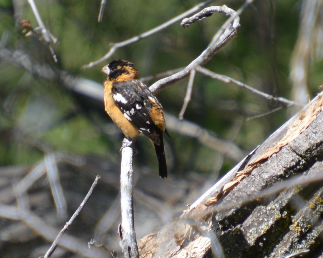 Black-headed Grosbeak - ML619250410