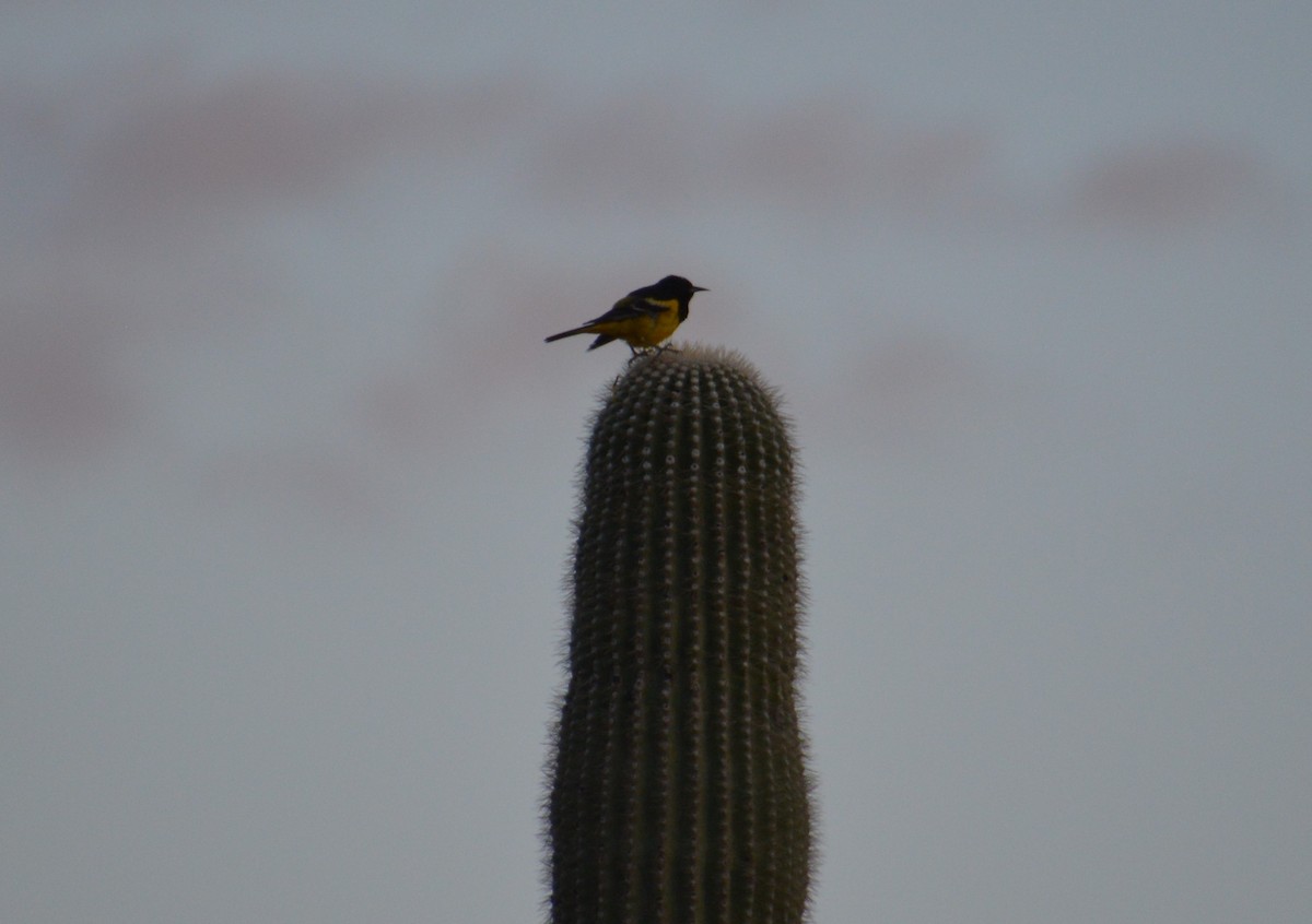 Scott's Oriole - Corinna Rostrom