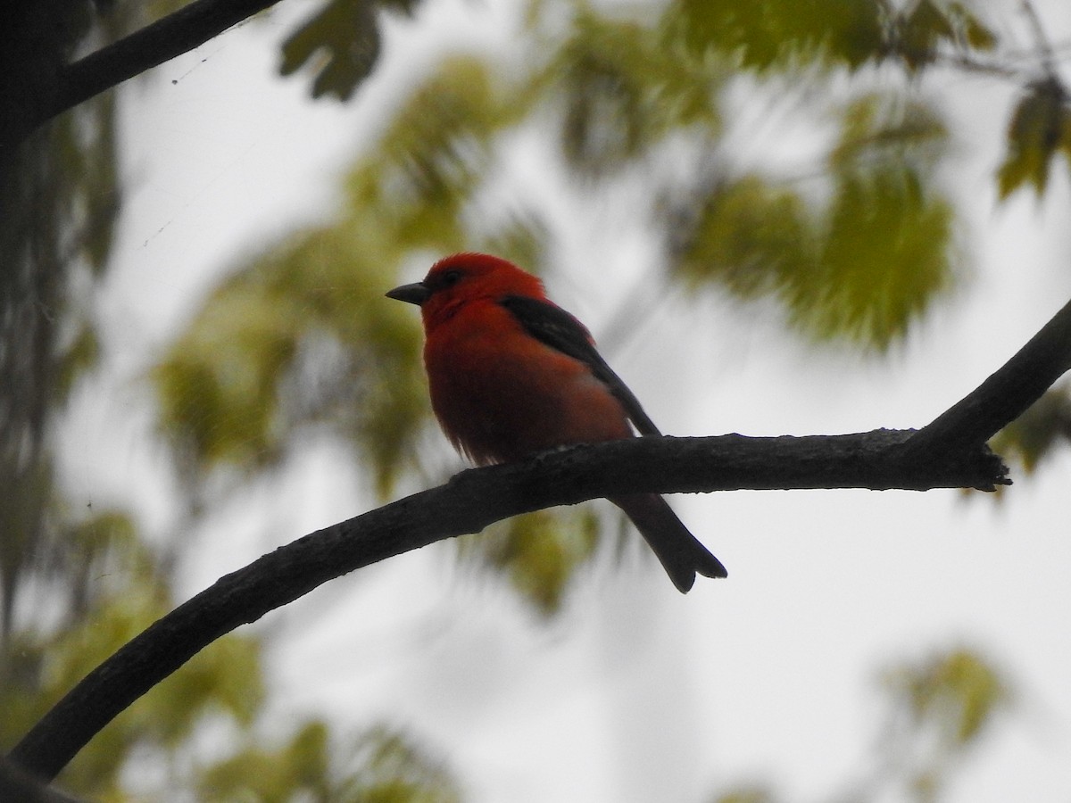 Scarlet Tanager - Reanna Thomas