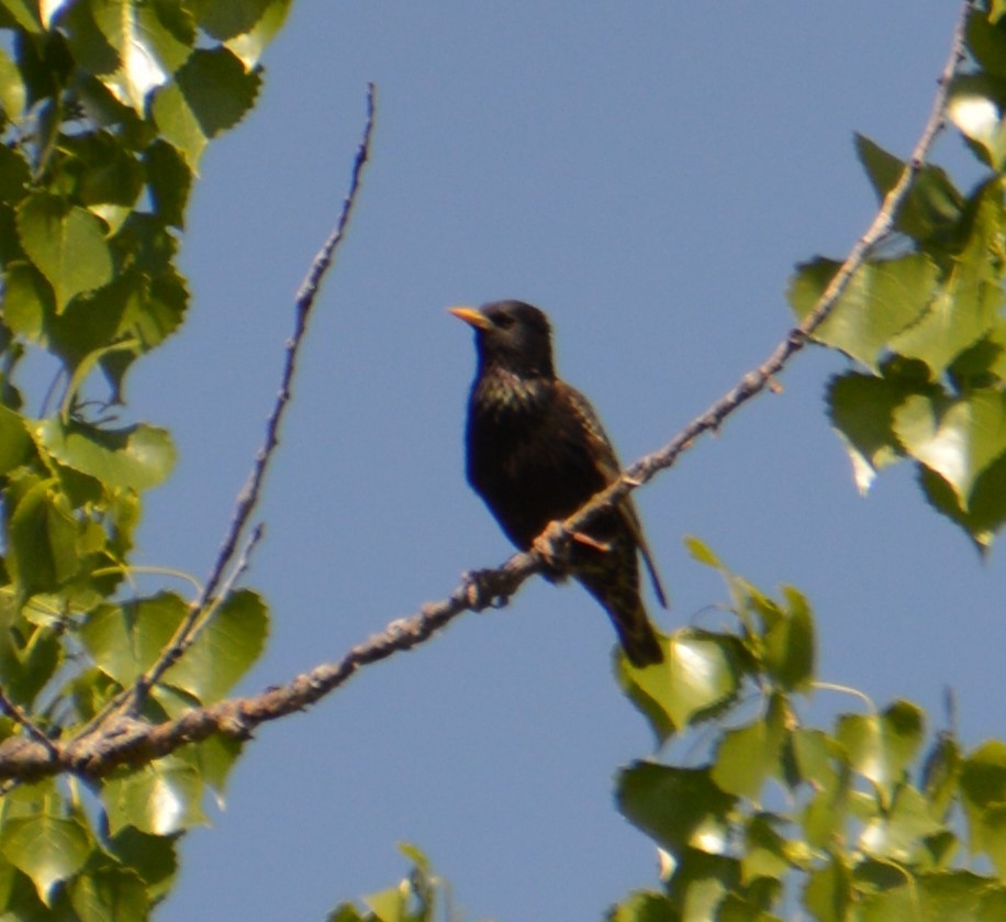 European Starling - Liz Almlie