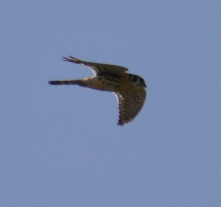 American Kestrel - ML619250428