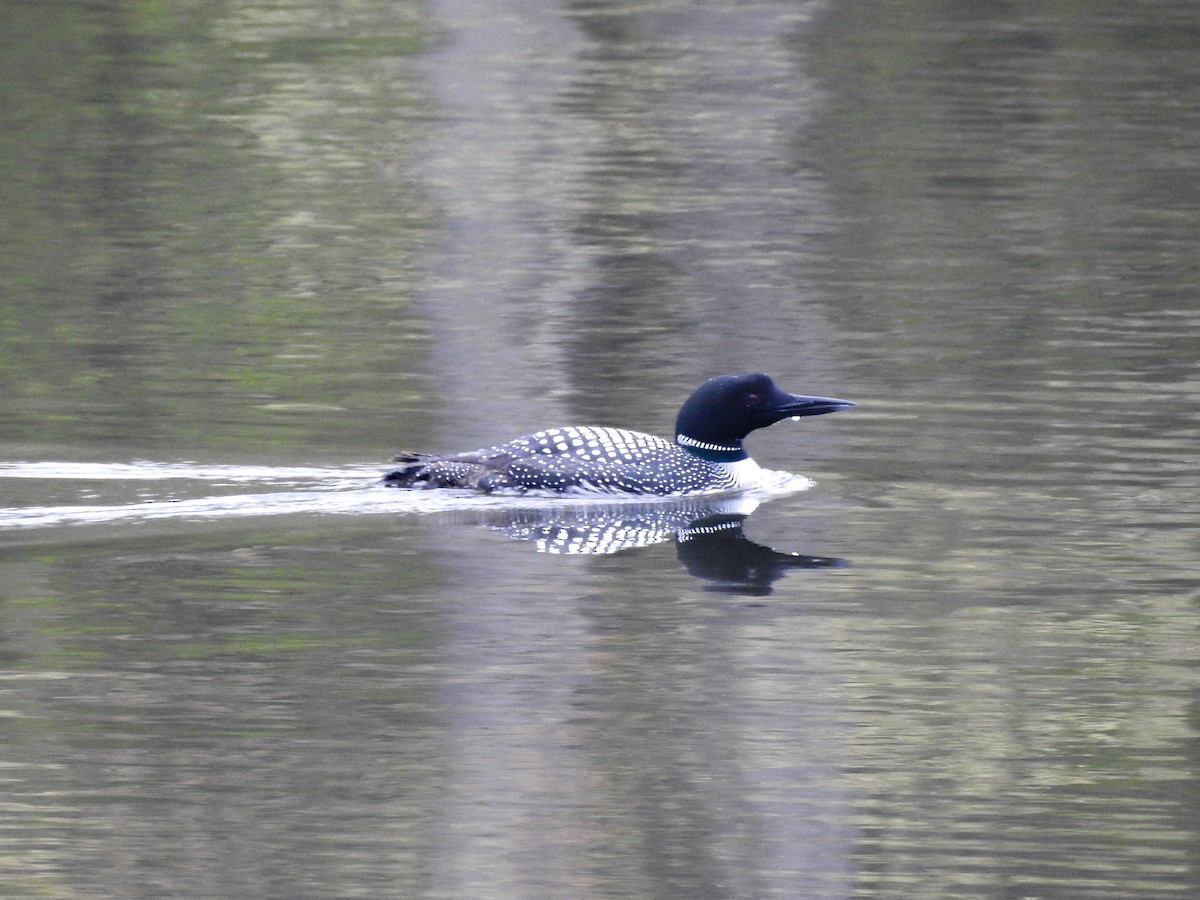 Common Loon - Reanna Thomas