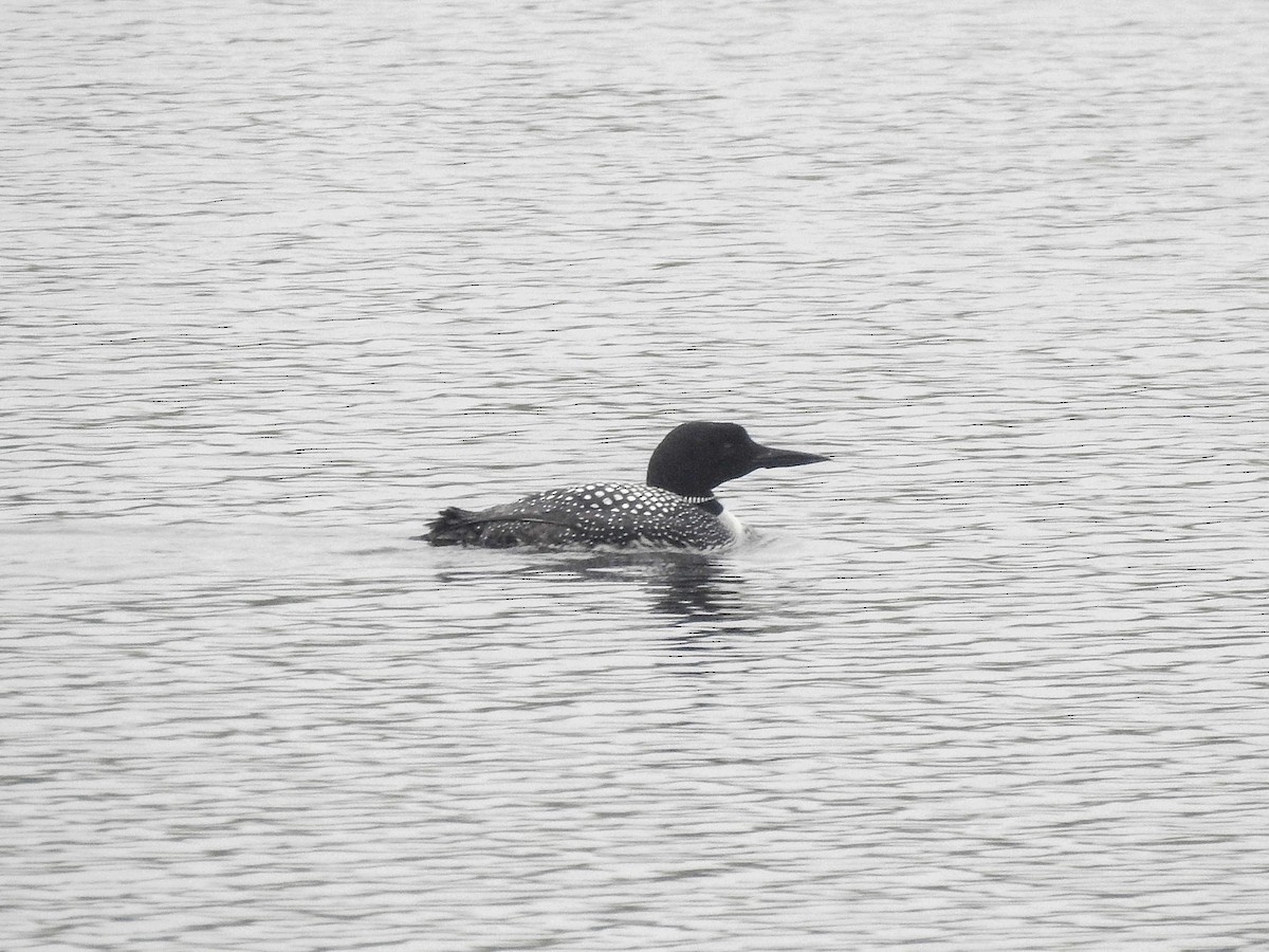 Plongeon huard - ML619250441