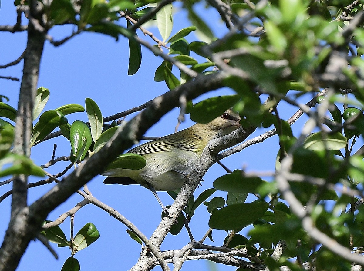 Black-whiskered Vireo - JoAnna Clayton