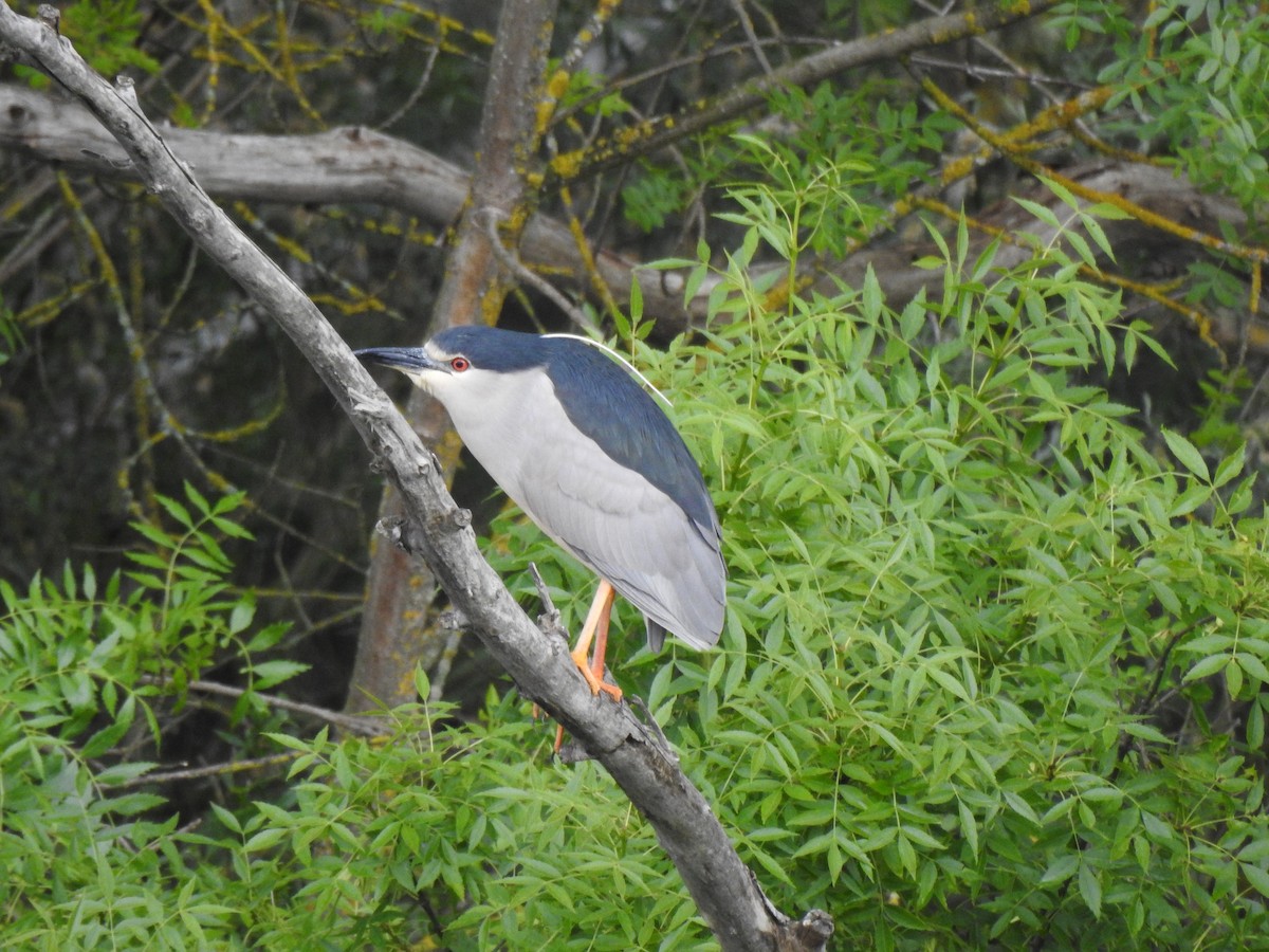 Black-crowned Night Heron - Gary Losada